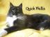 Maine Coon mit Staumbaum