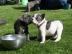 Franz?sische Bulldogge Welpe R?de H?ndin