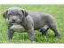 Pitbull blueline welpen zu verkaufen
