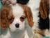 s��e 100% reinrassige Cavalier King Cha