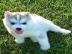 S?sse Siberian Husky Welpen