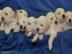 Golden Retriever Welpen mit Papiere