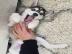 Entz?ckende CKC weibliche Siberian Husky