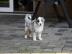 Australian Shepherd Welpen mit ASCA Papi