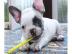Franz�sische Bulldoggen Welpen abgabebe