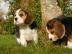 Beagle Welpen reinrassig , tricolor zum