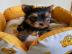 Traumhaft sch�ne Yorkshire Terrier Babys