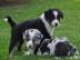 Zuckers��e Miniature Australian Shepherd