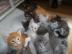 Maine Coon katzchen aus Championverpaaru