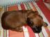 Supersch�ne Welpen Briard mit Stammbaum