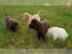 Sehr sch�ne Labradorwelpen mit Papieren