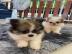 MINI Pomeranian Welpen. 