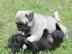 Wundersch�n Mops Welpen