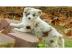 ein h�bscher Border Collie Welpen