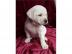Labrador Welpen mit Papieren whatsapp Nu