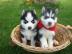 Wundersch�ne Siberian Husky Welpen