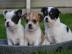 Wundersch�ne Chihuahua Welpen in tollen