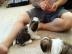 Entz�ckende Shih-Tzu-Welpen