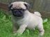 MINI MOPS BABYS FUR 100EUROS