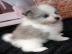 MINI-Pomeranian-Spitz-Welpe Boo
