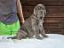 Wundersch�ne reinrassige Mastino Napolet