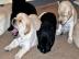 Labrador Retriever Welpen