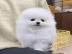 s�sse reinrassige Pomeranian welpen what