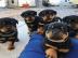 Deutsche Rottweiler Welpen