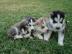 Entz?ckender Siberian Husky-Welpe