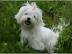 Sch�ne maltesische Welpen