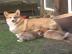 Wundersch?ne Pembroke Welsh Corgi Welpen
