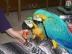 Baby Blau Und Gold Aras F�r Den Verkauf