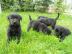 Wir haben traumhafte Labrador Welpen vom