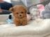 Cute Toy Poodle puppies for sale WHATSAP