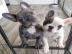 Super Franz?sische Bulldogge Welpen mit