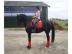 Ein BILD von einem Pferd.  Friesen Welsh