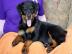Gesunde Reinrassigen Rottweiler Welpen