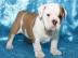 s??en Englische Bulldogge Welpen