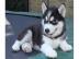 Siberian Husky Welpen mit blaue augen !!