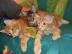 Maine Coon Kitten mit Stammbaum