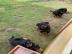 Zuckers??en Rottweiler Welpen abzugeben