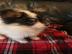Atemberaubende Papillon Welpen
