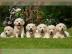 Top Golden Retriever Welpen mit VDH/GRC