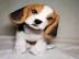 Beagle Welpe sucht noch ein Zuhause