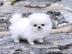 Teetasse Pomeranian Welpen