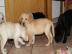 Labrador-Retriever Welpen
