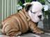 Englische Bulldoggen Welpen zu verkaufen