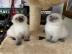 Erstaunliche Scottish Fold K?tzchen