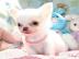 Mini Chihuahua  Welpen (Weibchen/ R�den)