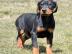 Sch�ne Dobermann Welpen